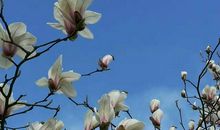 我与玉兰再见时