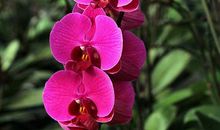 描写蝴蝶兰的作文