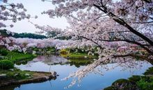 四月桃花始盛开