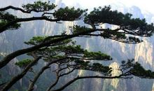 黄山的松树