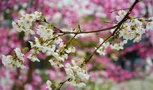 春雷·春风·春雨