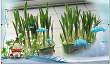 泡蒜苗观察日记