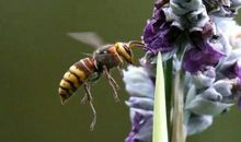 那些消失的虫鸣