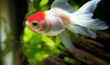 我家的小金鱼儿