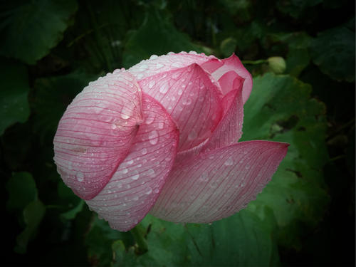 再见风雨