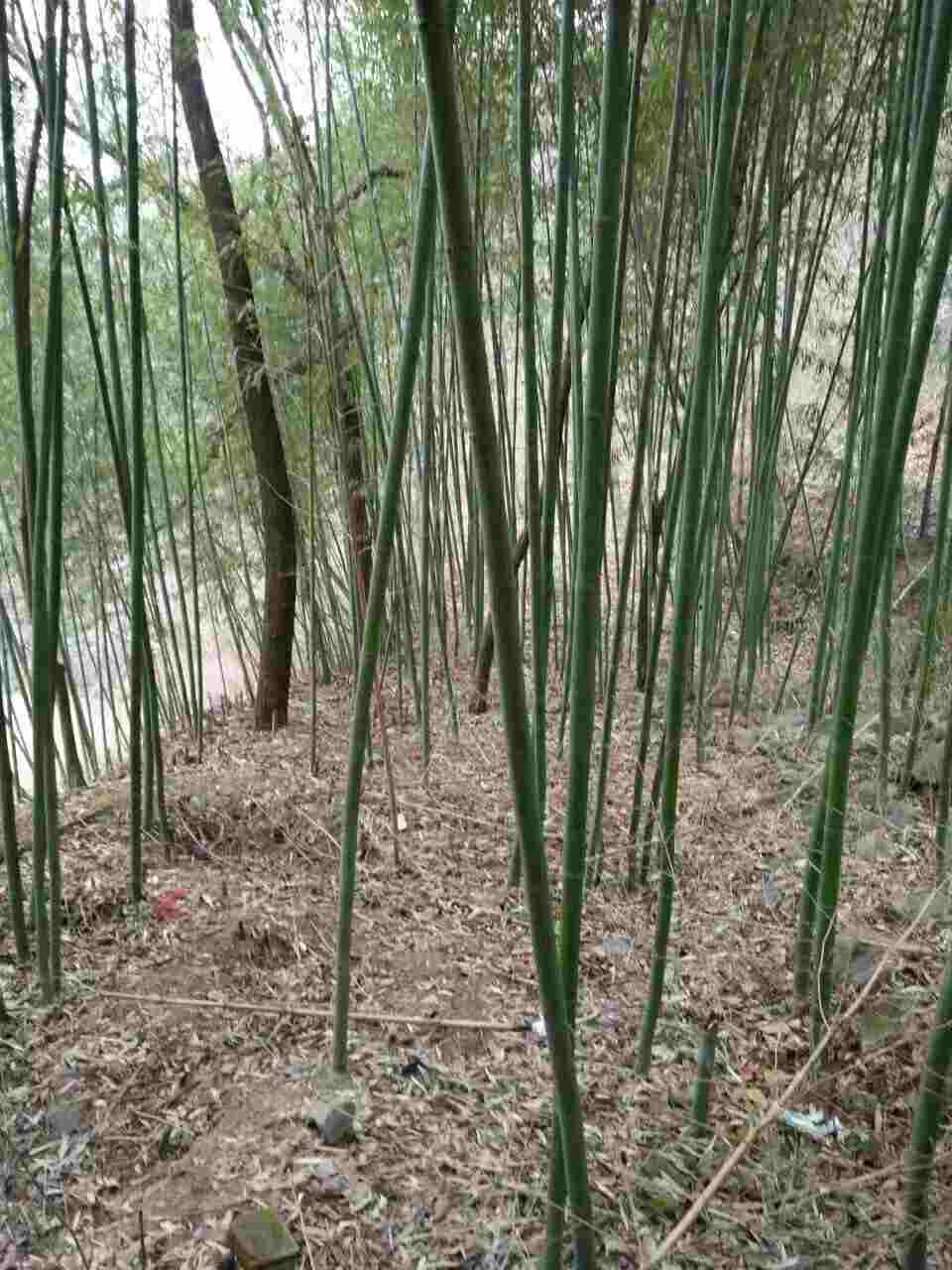 我喜欢竹子