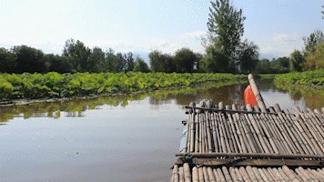 第一次吃柠檬