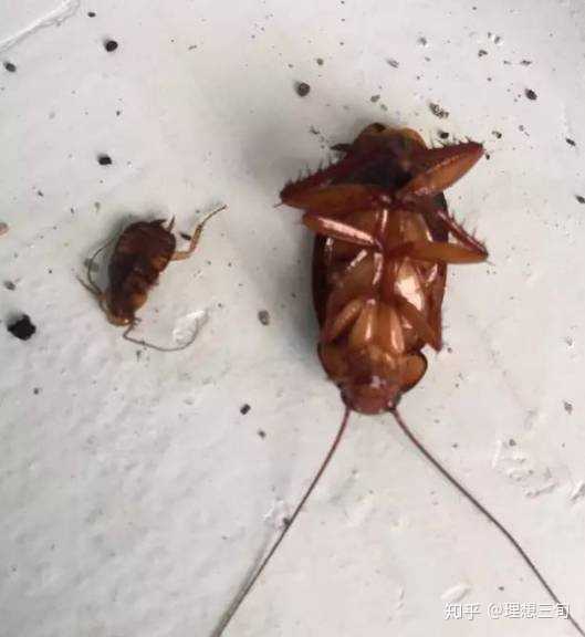 我的蟑螂在同一张桌子上
