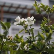 那年子花开了