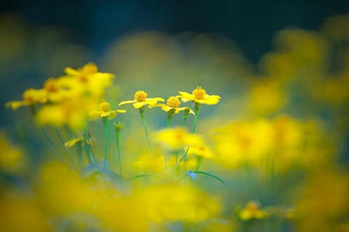 等待花开