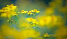 静待花开的感动