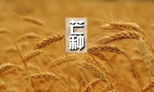 芒果种子，给自己一个种子