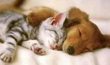 乐于助人的小猫