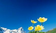 那朵永不凋零的花