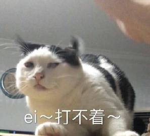 骄傲的小白马