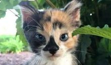 我家的调皮鬼小狗