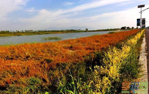 描述秋天的植物的成分