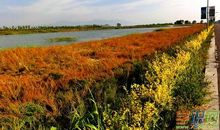 描写秋天植物的作文