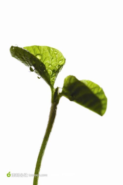 我厂的朋友结香