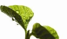 我的植物朋友结香