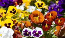 我最喜欢的一种植物