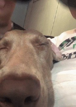 与小狗的日子