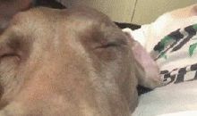 与小狗相处的日子