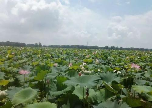 我爱家乡的莲root