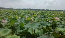 我爱家乡的莲藕