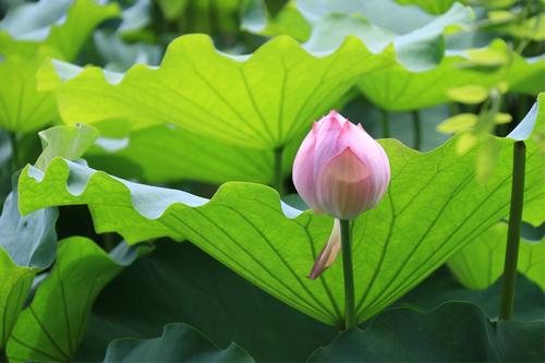 人生如莲花