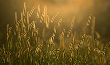 那些消失的狗尾巴草