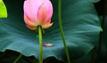 与荷塘相伴的日子