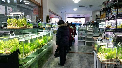 参观花鸟鱼虫市场
