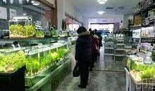 逛花鸟鱼虫市场
