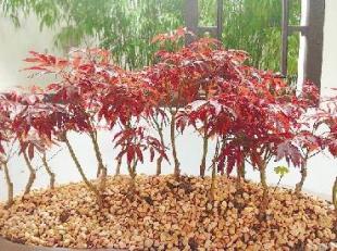 在植物园里寻找秋天