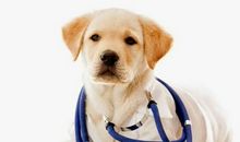 与狗相处的日子