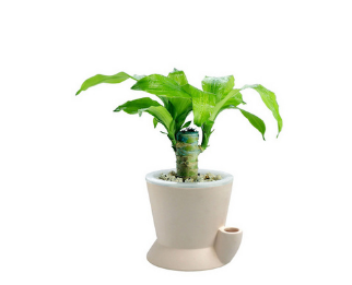 那些消失的巴西木材