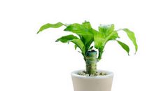 那些消失的巴西木