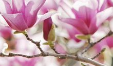 当花儿绽放的那一刻