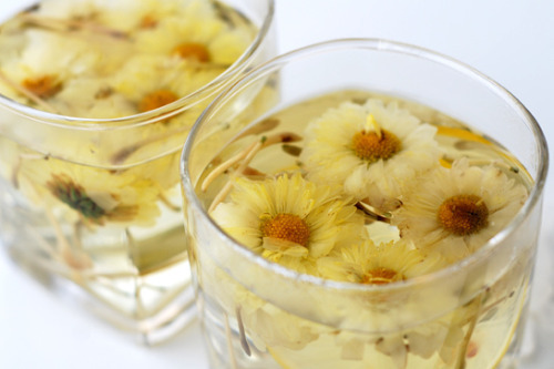暖杯菊花茶