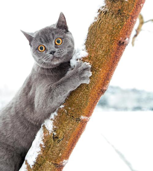 猫的四个季节
