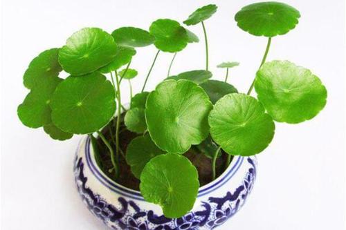 奇怪的硬币草