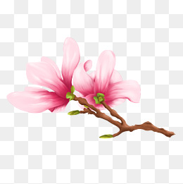 美丽的玉兰花的组成