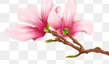 美丽的玉兰花的作文