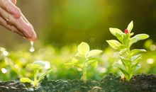 夏日里的一束温暖的阳光