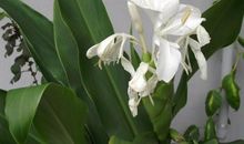 我要做一粒开花的米