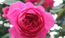 那小草触动了我