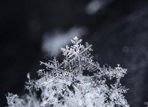 雪花的好朋友