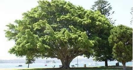 榕树之美