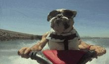 狗先生，请离我远一点